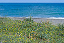 Spring flowers near the beach