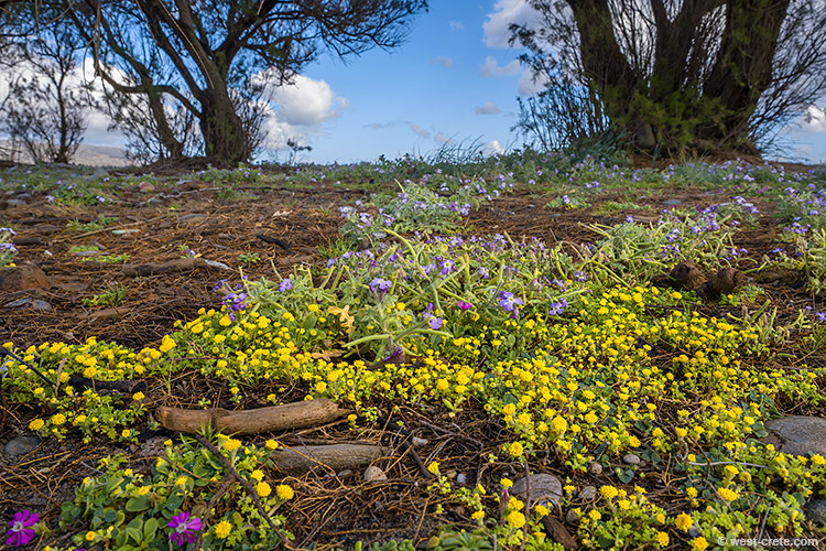 Spring flowers by the beach - click on the image to enlarge Spring flowers by the beach - click on the image to enlarge