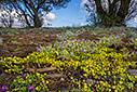 Spring flowers by the beach 