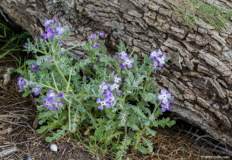 Spring flowers by the beach - click on the image to enlarge Spring flowers by the beach - click on the image to enlarge