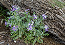Spring flowers by the beach