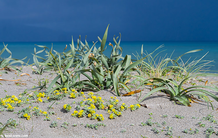 Spring flowers by the beach - click on the image to enlarge Spring flowers by the beach - click on the image to enlarge
