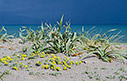 Spring flowers by the beach