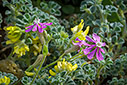 Spring flowers by the beach 