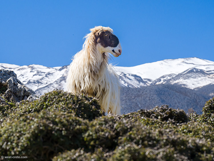 A sheep in Omalos - click on the image to enlarge A sheep in Omalos - click on the image to enlarge