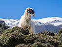 A sheep in Omalos