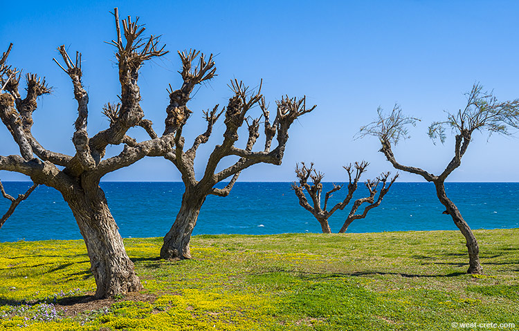 Maleme beach sea front - click on the image to enlarge Maleme beach sea front - click on the image to enlarge