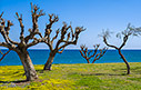Maleme beach sea front