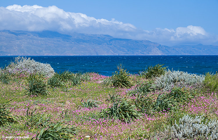 Maleme beach sea front - click on the image to enlarge Maleme beach sea front - click on the image to enlarge