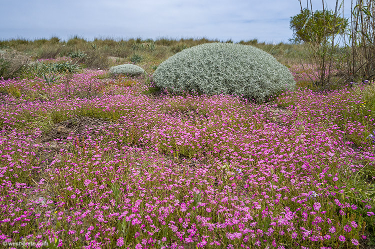 Spring flowers by the beach - click on the image to enlarge Spring flowers by the beach - click on the image to enlarge