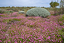 Spring flowers by the beach
