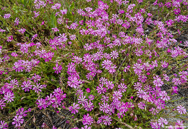 Spring flowers by the beach - click on the image to enlarge Spring flowers by the beach - click on the image to enlarge