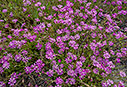 Spring flowers by Gerani beach 
