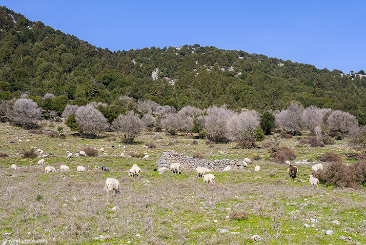 Spring in Omalos - click on the image to enlarge Spring in Omalos - click on the image to enlarge