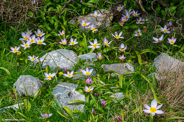 Tulipa saxatilis - click on the image to enlarge Tulipa saxatilis - click on the image to enlarge