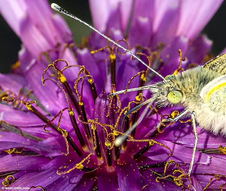 Tragopogon porrifolius and butterfly - click on the image to enlarge Tragopogon porrifolius and butterfly - click on the image to enlarge