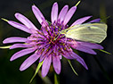 Tragopogon porrifolius and butterfly