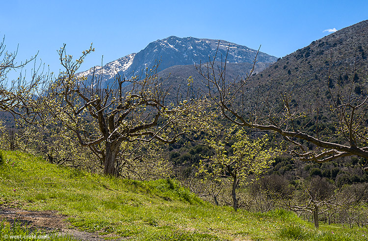 Spring in Omalos - click on the image to enlarge Spring in Omalos - click on the image to enlarge