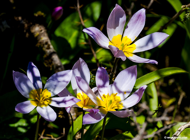 Tulips in Omalos - click on the image to enlarge Tulips in Omalos - click on the image to enlarge