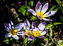 Tulips in Omalos
