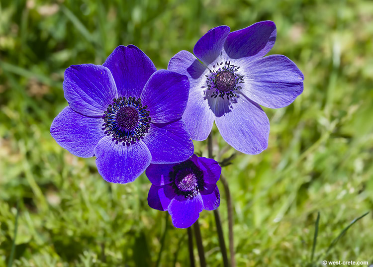 Anemones in Omalos - click on the image to enlarge Anemones in Omalos - click on the image to enlarge