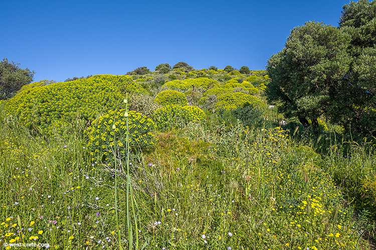 A walk in Polyrinia- click on the image to enlarge A walk in Polyrinia - click on the image to enlarge