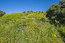 A walk in Polyrinia 