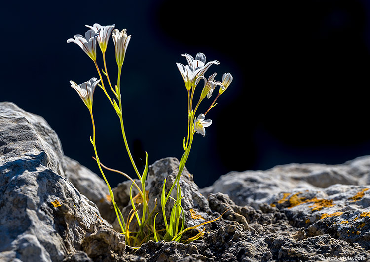 Gagea graeca - click on the image to enlarge Gagea graeca - click on the image to enlarge