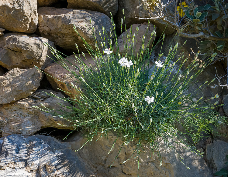 Dianthus xylorrhizus - click on the image to enlarge Dianthus xylorrhizus - click on the image to enlarge