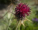 Centaurea redempta subsp. redempta 