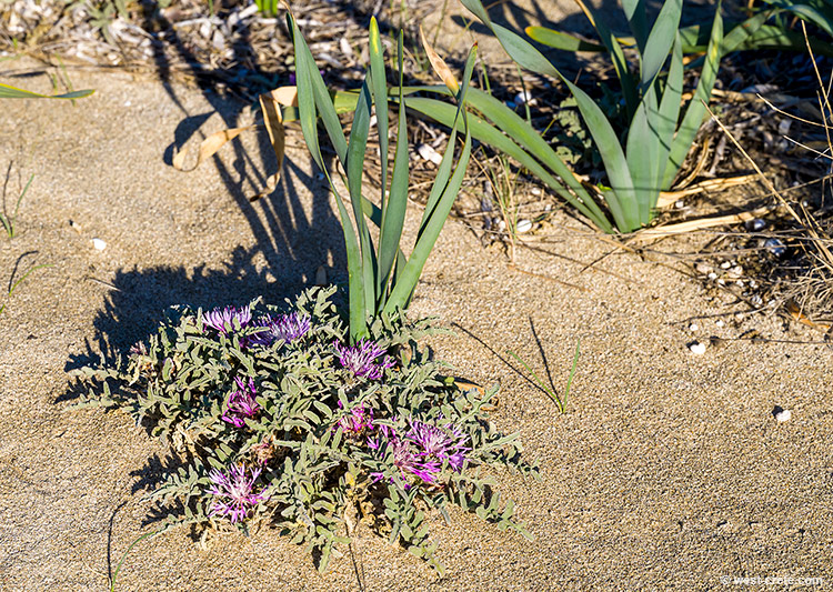 Centaurea pumilio - click on the image to enlarge Centaurea pumilio- click on the image to enlarge