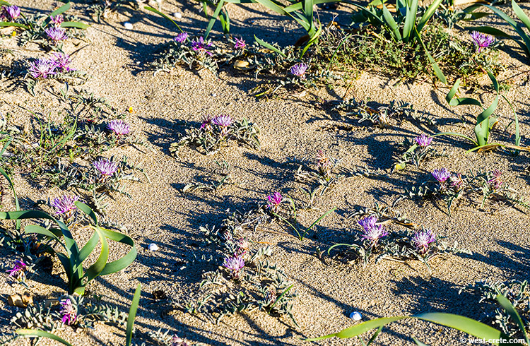 Centaurea pumilio - click on the image to enlarge Centaurea pumilio- click on the image to enlarge
