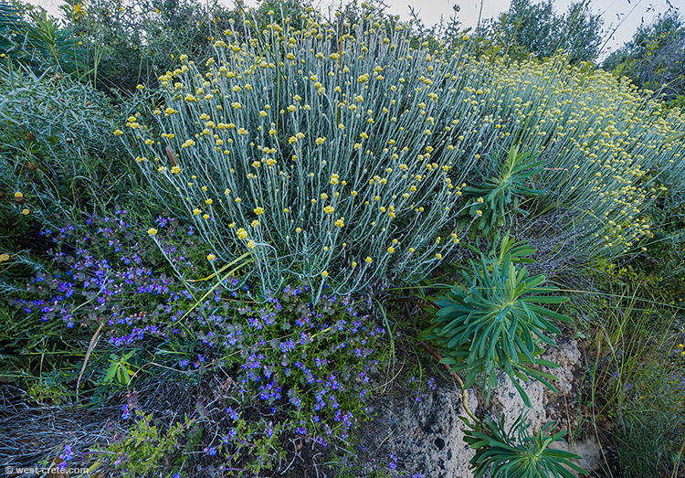 Helichrysum conglobatum and Satureja thymbra - click on the image to enlarge Helichrysum conglobatum and Satureja thymbra - click on the image to enlarge