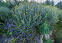 By the roadside in Falasarna