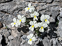 Viola fragrans