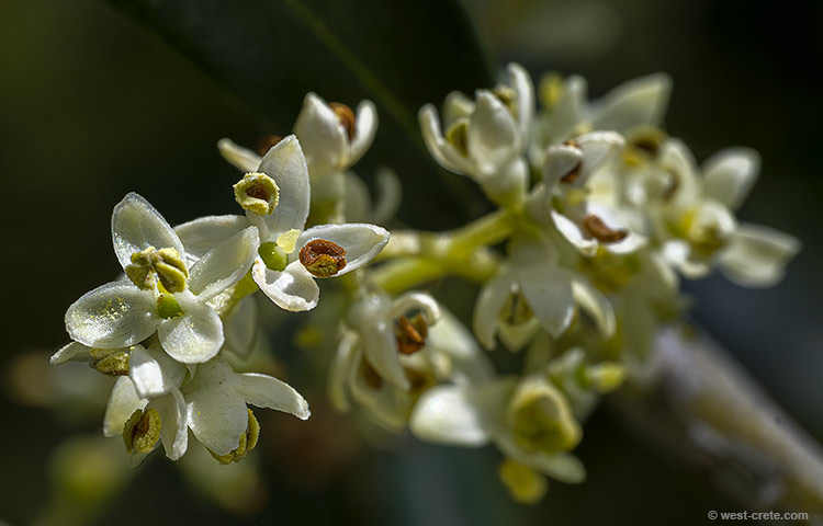Olive flower - click on the image to enlarge Olive flower - click on the image to enlarge