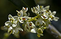 Olive flower