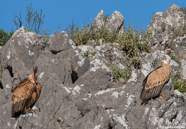 Griffon vultures - click on the image to enlarge Griffon vultures - click on the image to enlarge