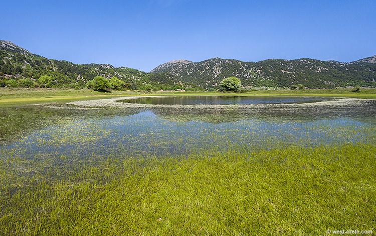 Mediterranean Temporary Pond in Omalos - click on the image to enlarge Mediterranean Temporary Pond in Omalos - click on the image to enlarge