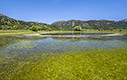 Mediterranean Temporary Pond in Omalos