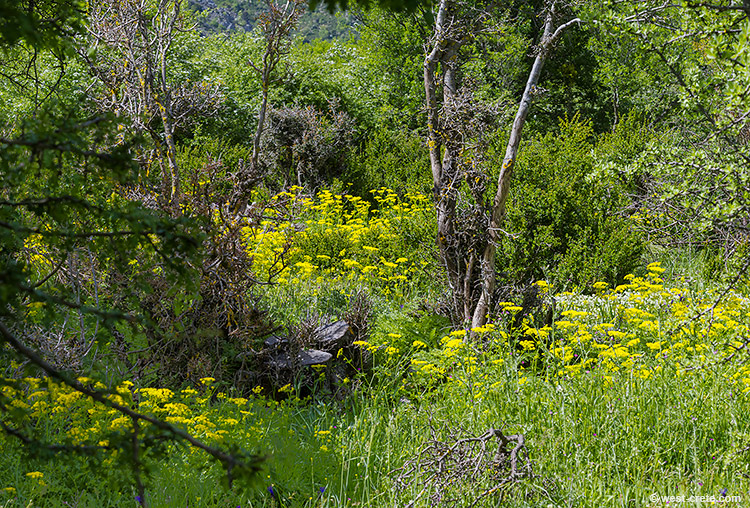 Spring in Omalos - click on the image to enlarge Spring in Omalos - click on the image to enlarge