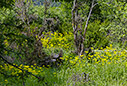 Spring in Omalos
