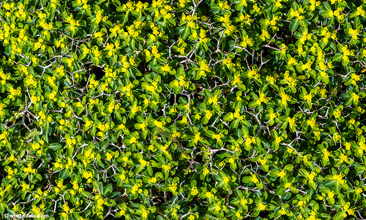 Euphorbia acanthothamnos - click on the image to enlarge Euphorbia acanthothamnos - click on the image to enlarge