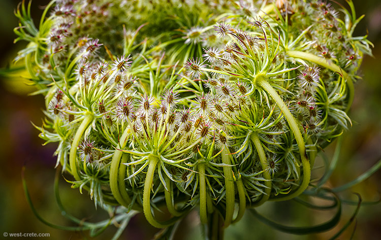 Daucus carota - Wild carrot - click on the image to enlarge Daucus carota - Wild carrot - click on the image to enlarge