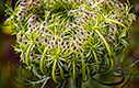 Daucus carota - Wild carrot 