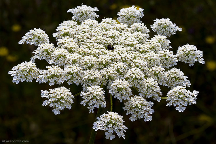 Daucus carota - Wild carrot - click on the image to enlarge Daucus carota - Wild carrot - click on the image to enlarge