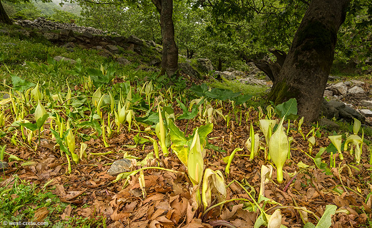 Arum concinnatum - click on the image to enlarge Arum concinnatum - click on the image to enlarge