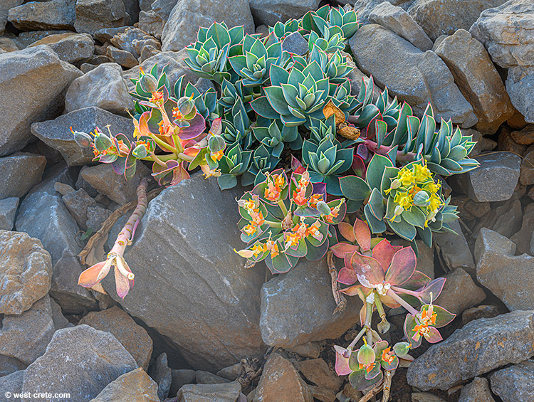 Euphorbia rechingeri - click on the image to enlarge Euphorbia rechingeri - click on the image to enlarge