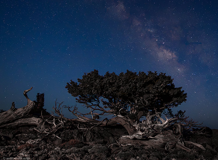 The cypress and the Milky Way -  click on the image to enlarge