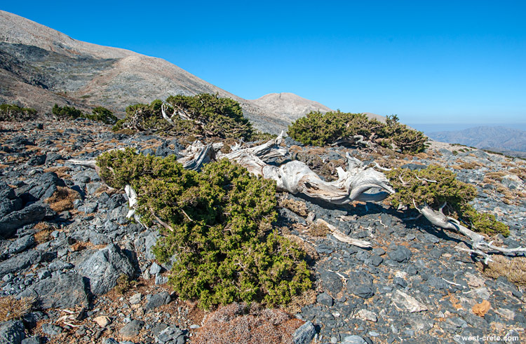 Cypress in the mountains- click on the image to enlarge Cypress in the mountains - click on the image to enlarge